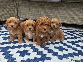 Maltipoo dogs Adorable Tiny Toy Maltipoo puppies 🐶 - Advert 6
