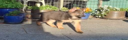 German Shepherd dogs for sale: KC Health Tested Gsd READY NOW! - Advert 13