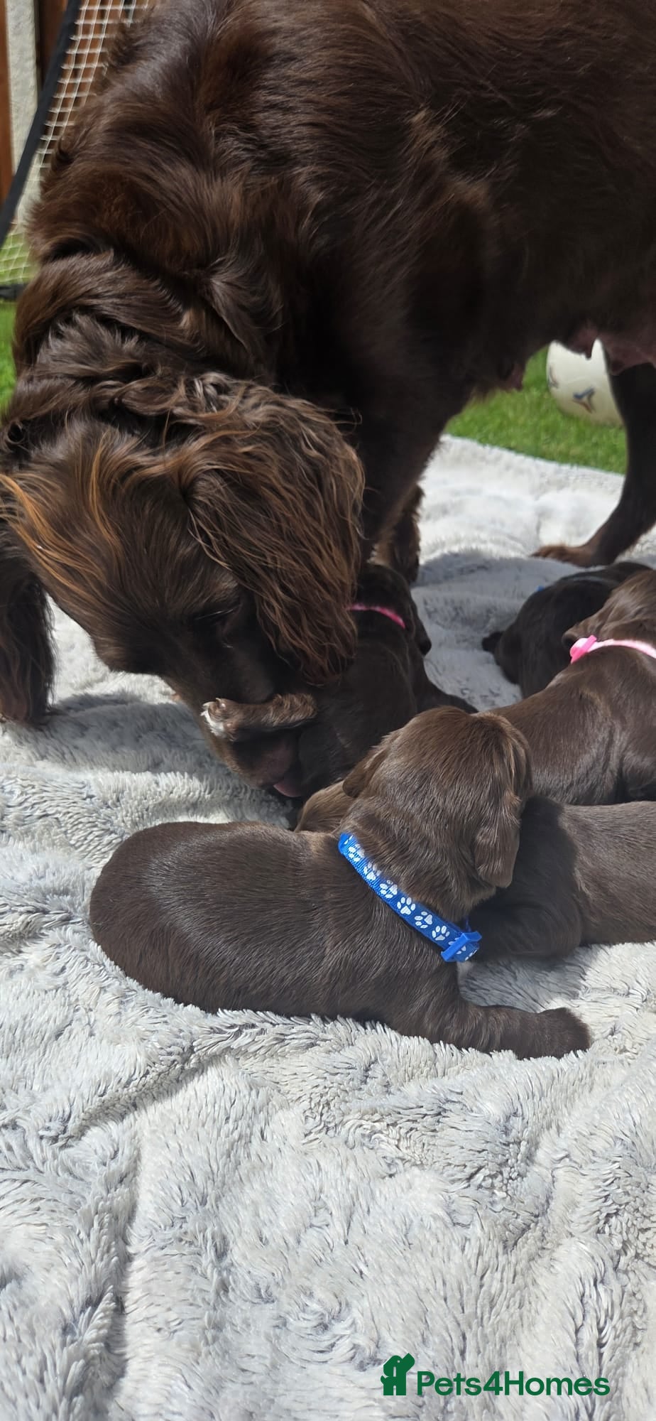 Sprocker dogs Working sprocker - Advert 1