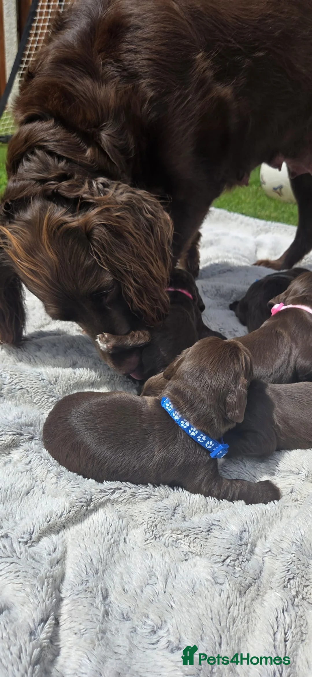 Sprocker dogs for sale: Working sprocker in Bucknell - Advert 1