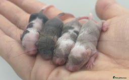 Mouse rodents for sale: male baby fancy mice (read description).  - Advert 5
