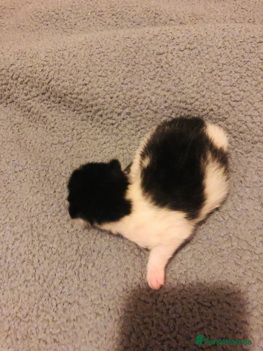 Mixed Breed cats for sale: Three lovely kitten ready in march  - Advert 6