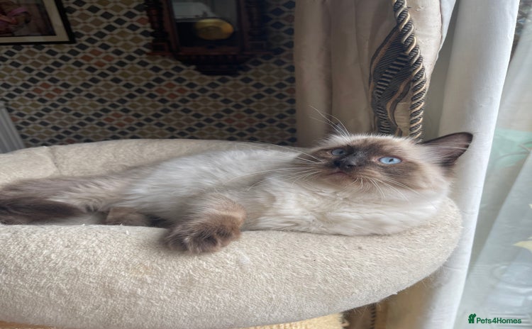 Ragdoll cats - Advert 2