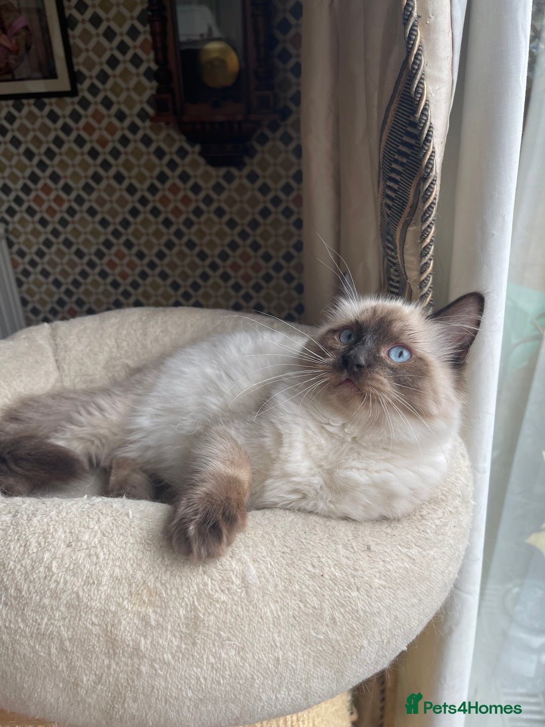 Ragdoll cats for sale: Cuddly GCCF Ragdoll Boy - Image 1