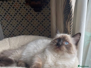 Ragdoll cats - Advert 33