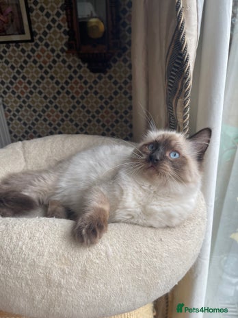 Ragdoll cats - Advert 2