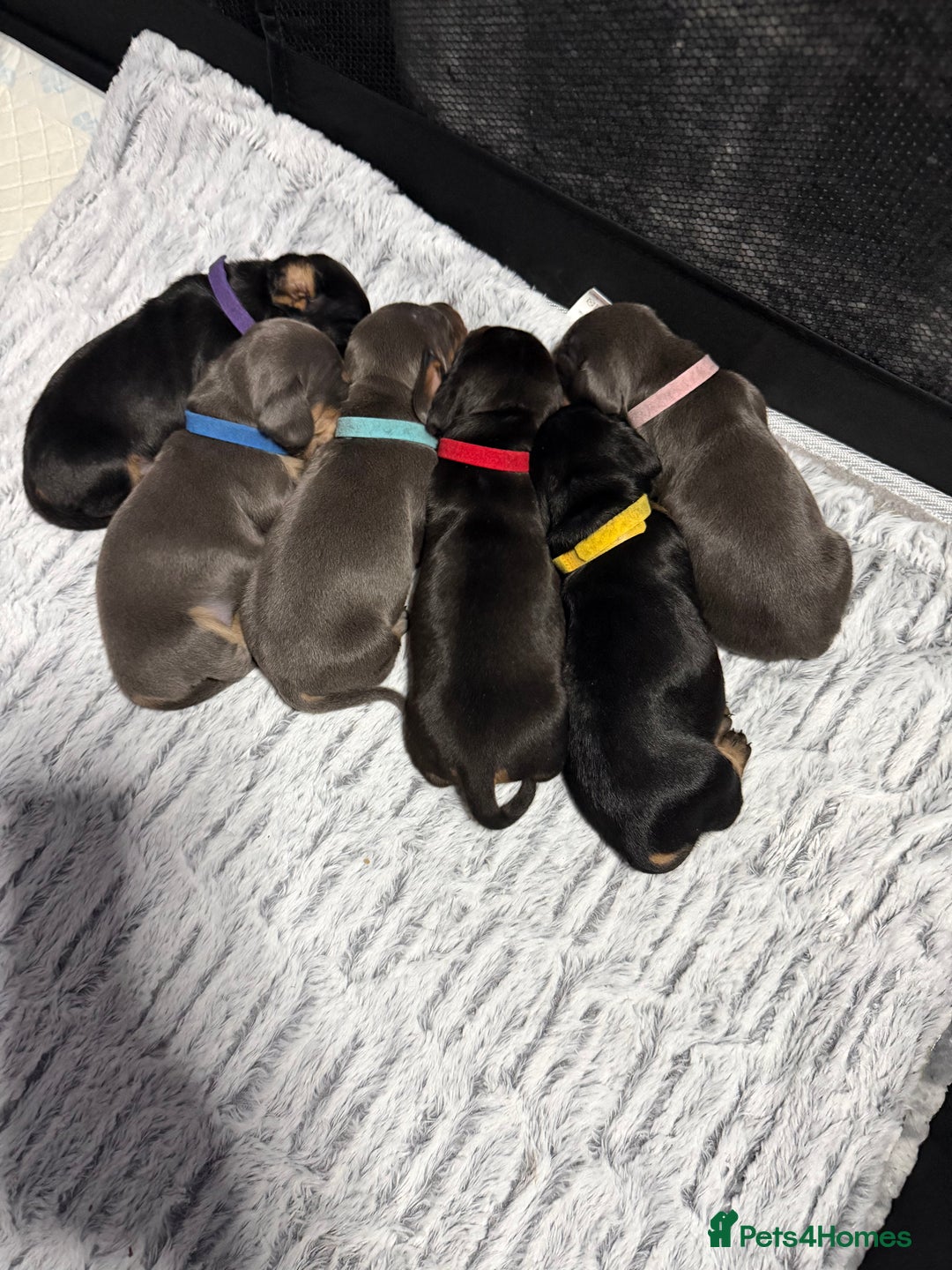 Dachshund dogs for sale: 6 Absolutely stunning dachshund  puppies for sale - Advert 31