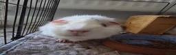 Guinea Pig rodents for sale: Two girl Guinea pig for adoption - Advert 5
