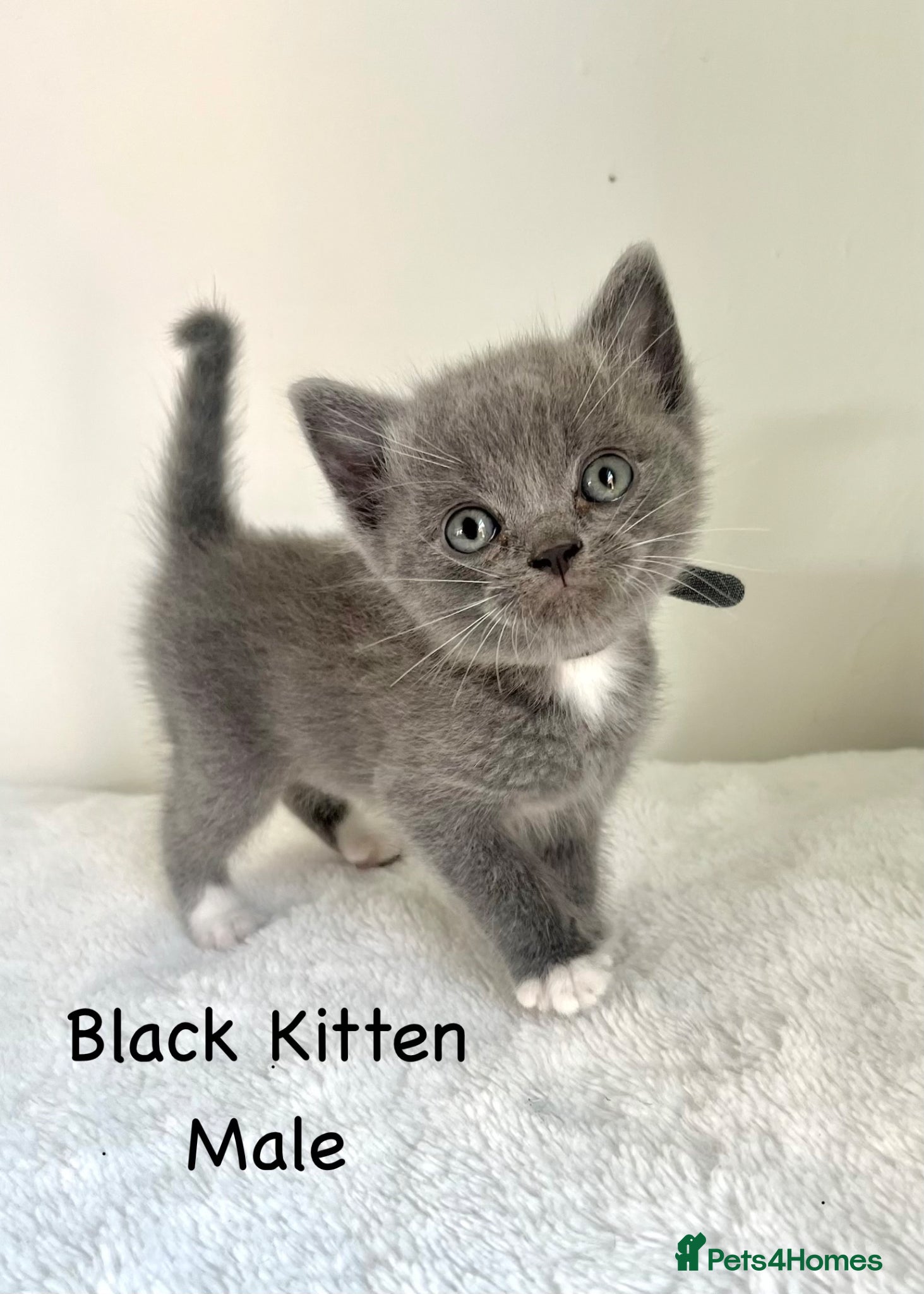 British Shorthair cats British Shorthair Cross Kittens  - Advert 2