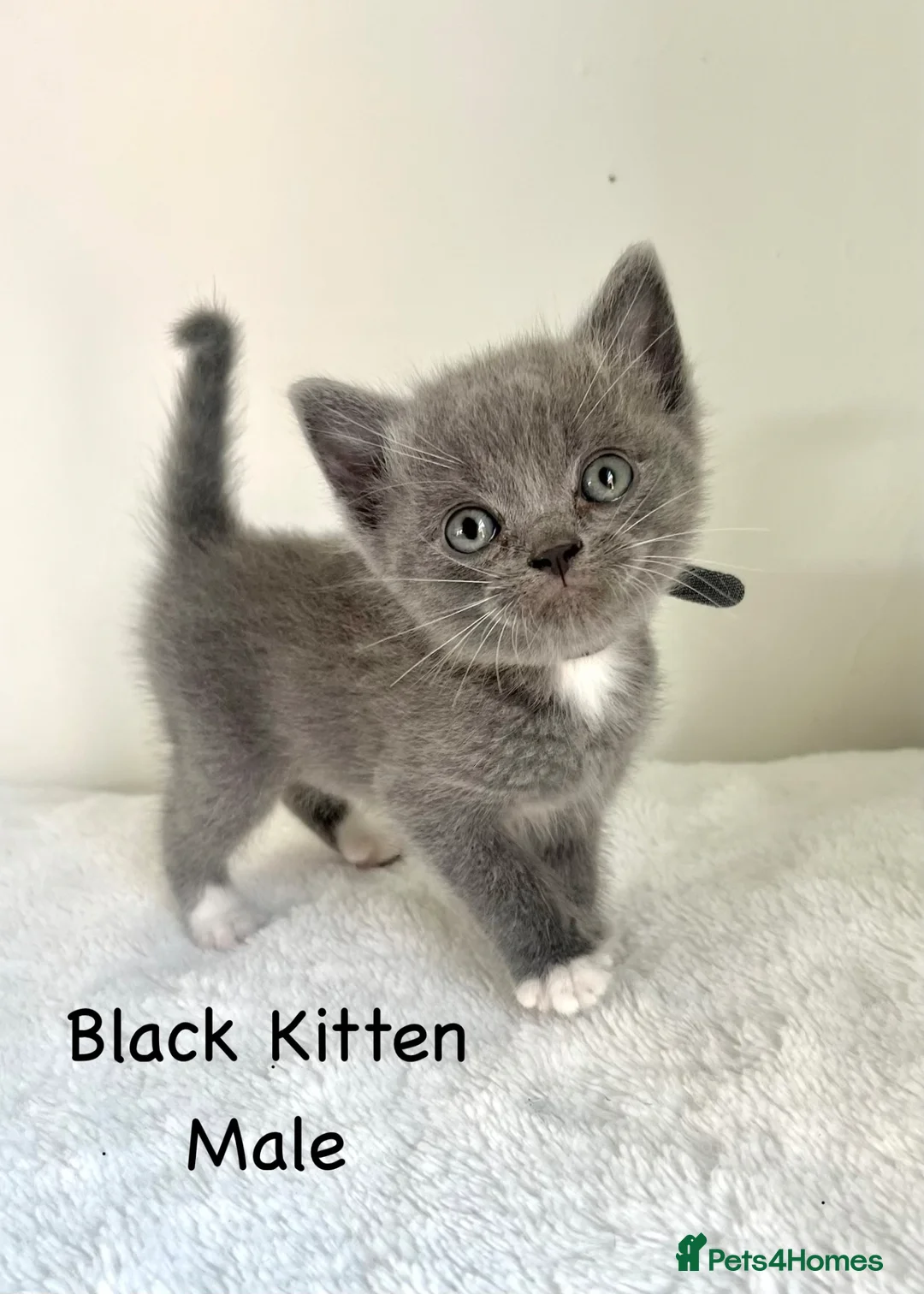 British Shorthair cats for sale: British Shorthair Cross Kittens  - Advert 1
