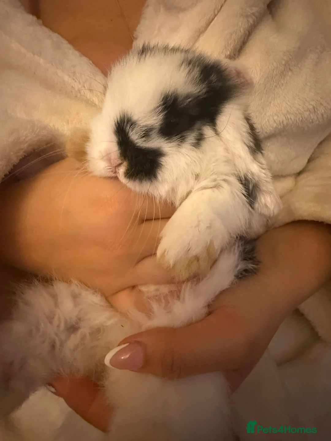 Mini Lop rabbits for sale: Gorgeous mini lop baby rabbits  - Advert 2