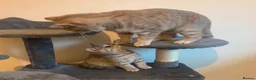 British Shorthair cats for sale: 3 beautiful brothers ready for there loving home  - Advert 5