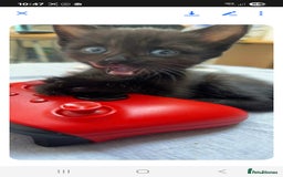 Mixed Breed cats for sale: 2 boys and 2 girls calico cats  - Image 15