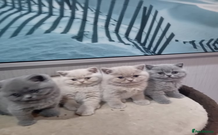 British Shorthair cats - Advert 2