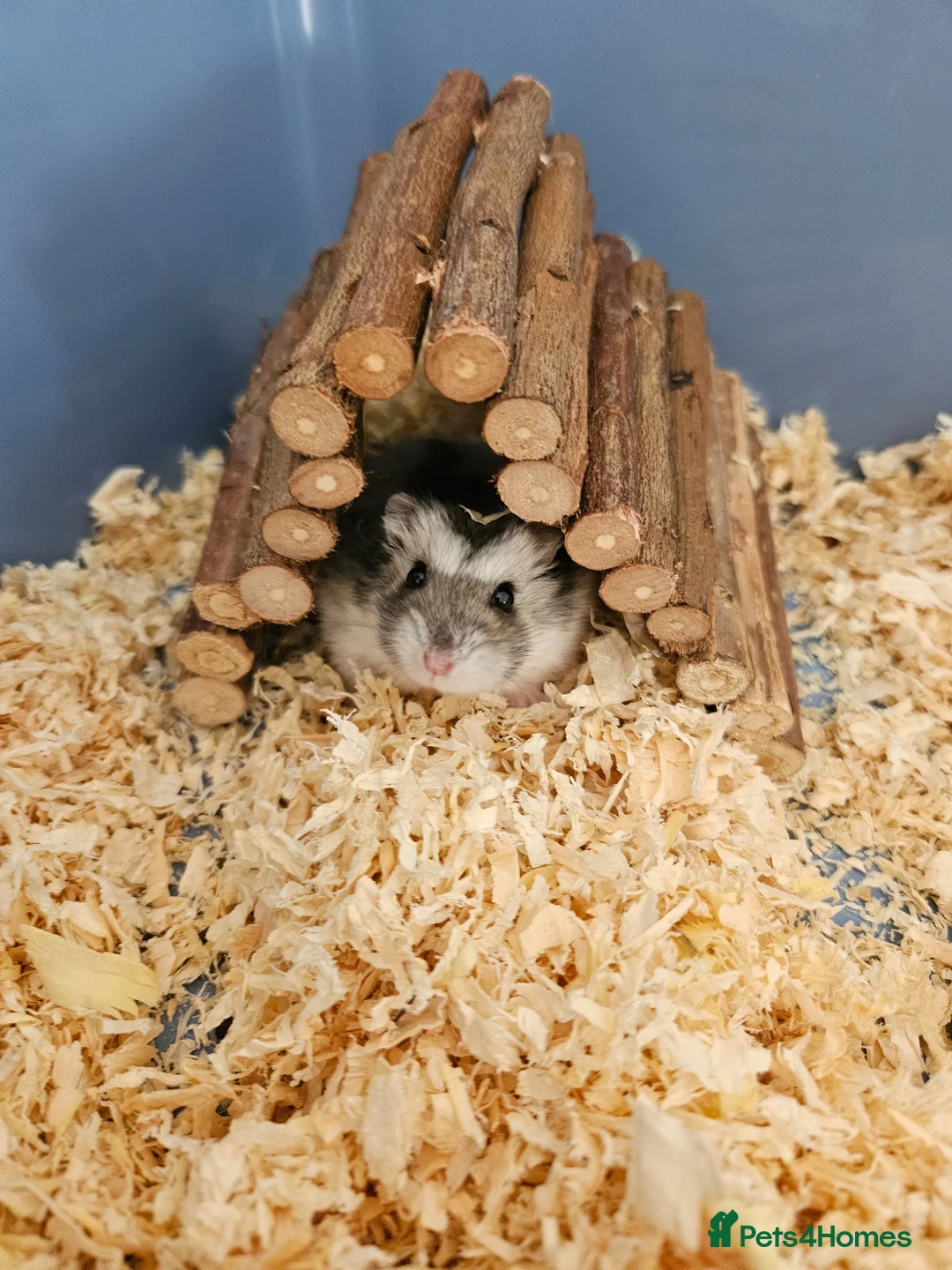Hamster rodents for sale: Dwarf Hamster with full cage setup in Welwyn - Advert 2