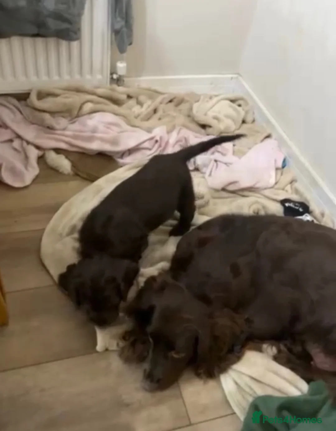 Cockapoo dogs for sale: Beautiful female F1 Cockapoo 5 months old - Advert 2