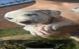 Dalmatian dogs for sale: Dalmatian puppies  - Image 13