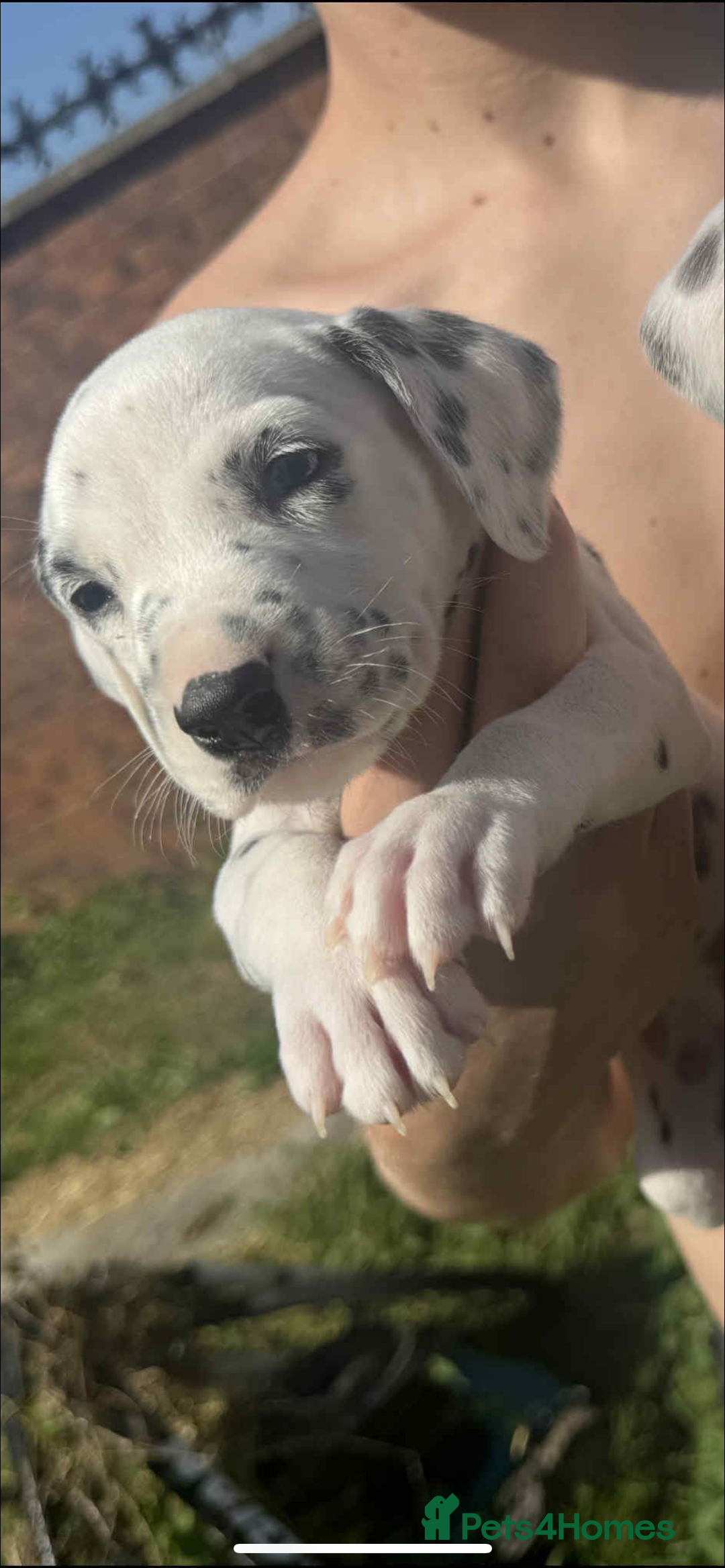 Dalmatian dogs for sale: Dalmatian puppies  - Image 13