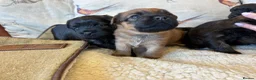 Mixed Breed dogs for sale: Cairn x Patterdale  - Advert 3