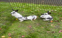 Rex rabbits for sale: Beautiful friendly babies - Image 1