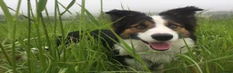Border Collie dogs for stud: Ridely  - Advert 1