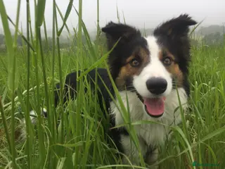 Border Collie dogs Ridely - Advert 1