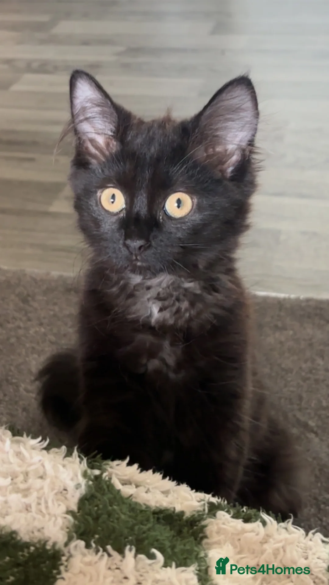 Mixed Breed cats for sale: 4 month old girl kitten in London - Advert 1