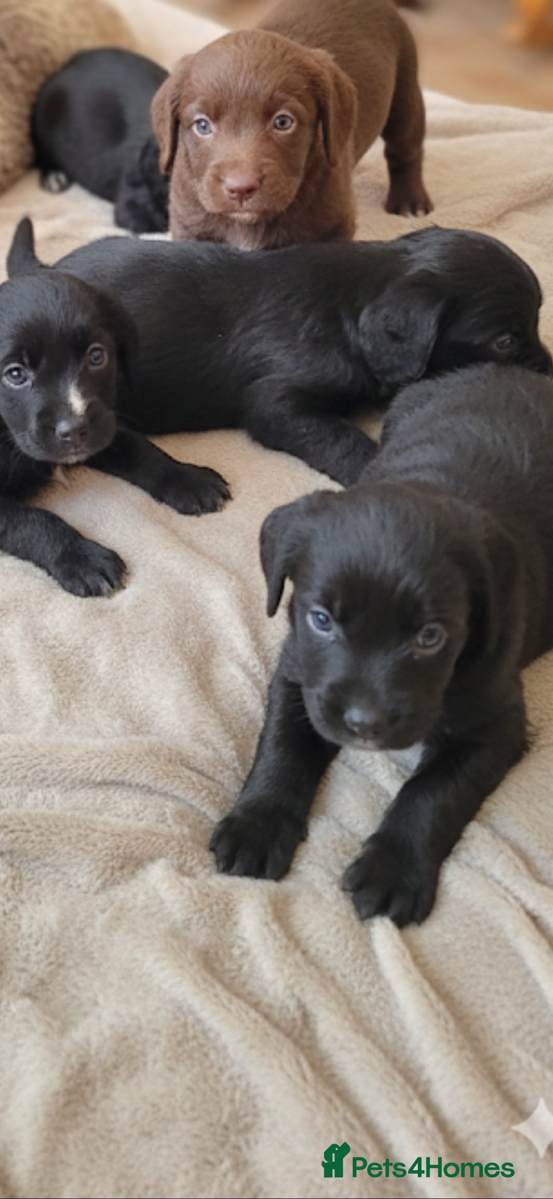 Cockapoo dogs for sale: Gorgeous cockapoo puppies available  - Advert 1