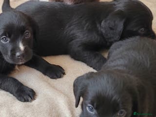 Cockapoo dogs Gorgeous cockapoo puppies available - Advert 15