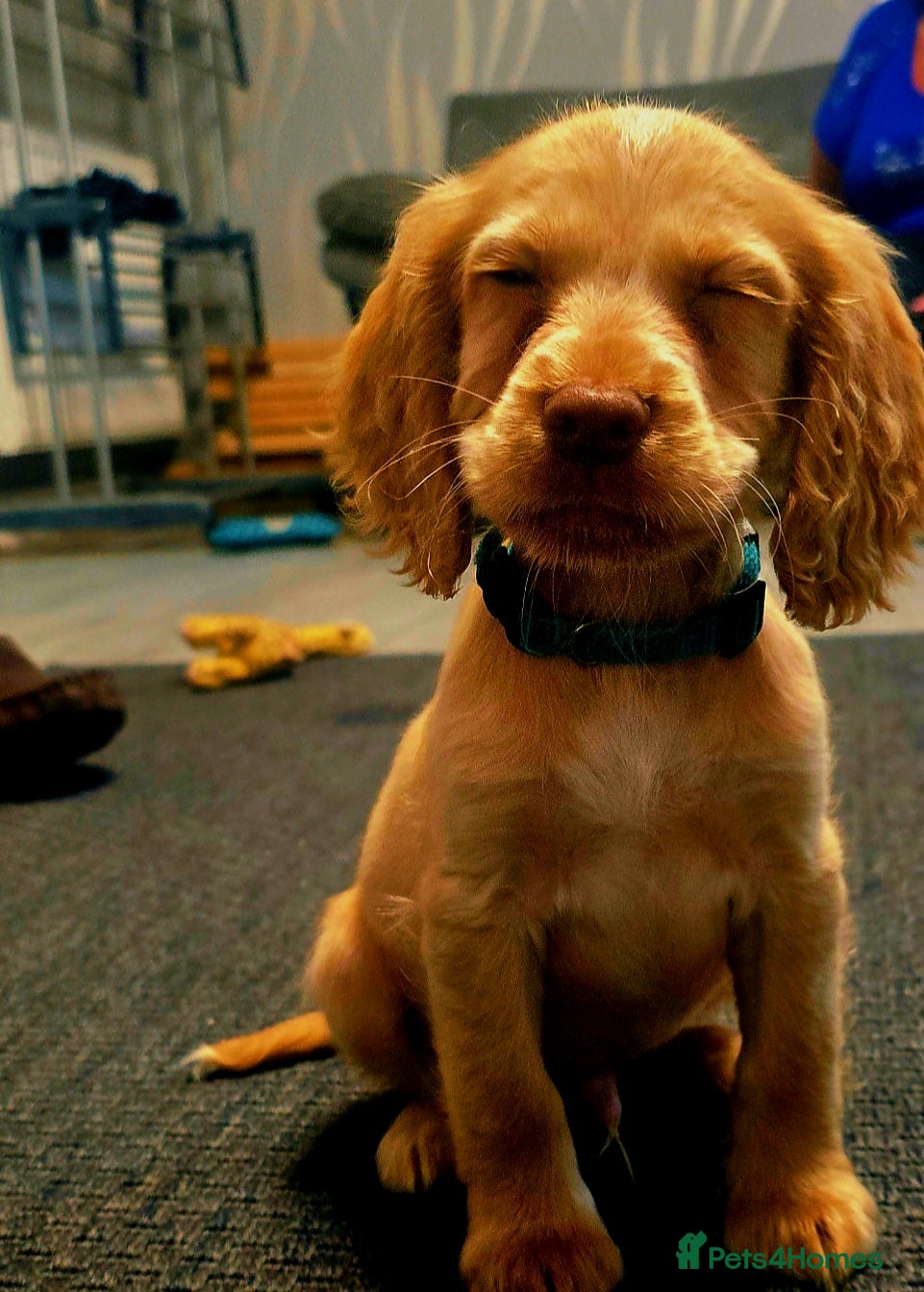 Cocker Spaniel dogs READY TO LEAVE 2 BOYS - Advert 4