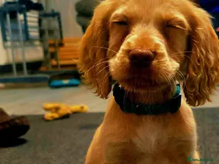 Cocker Spaniel dogs READY TO LEAVE 2 BOYS - Advert 4