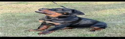 Rottweiler dogs for sale: Beautiful Male Rottweiler - Advert 2