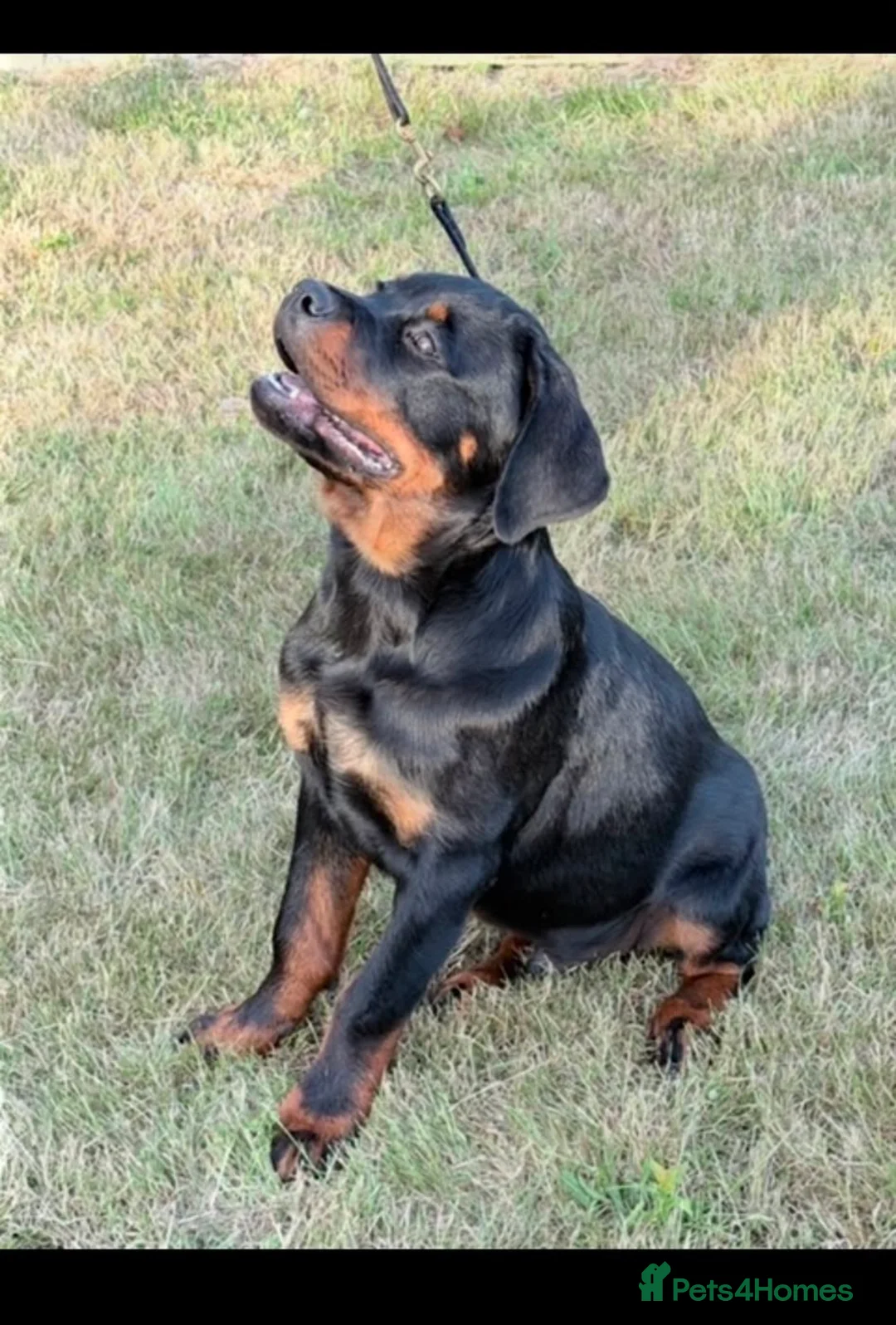 Rottweiler dogs for sale: Beautiful Male Rottweiler - Advert 2