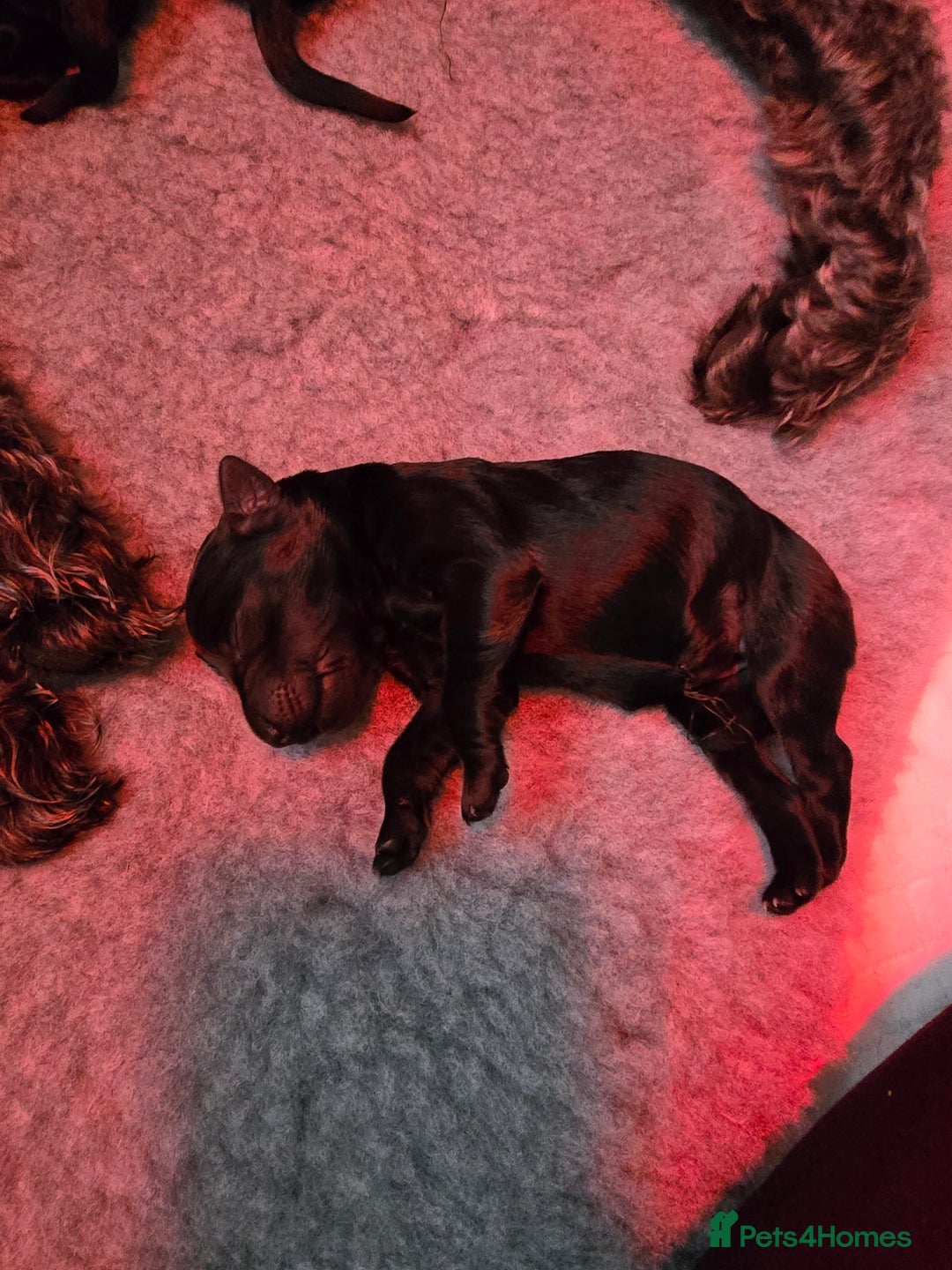 Labradoodle dogs for sale: Only one gorgeous girl left - Advert 10