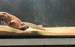 Catfish fish for sale: Loaches & Catfish - Image 6