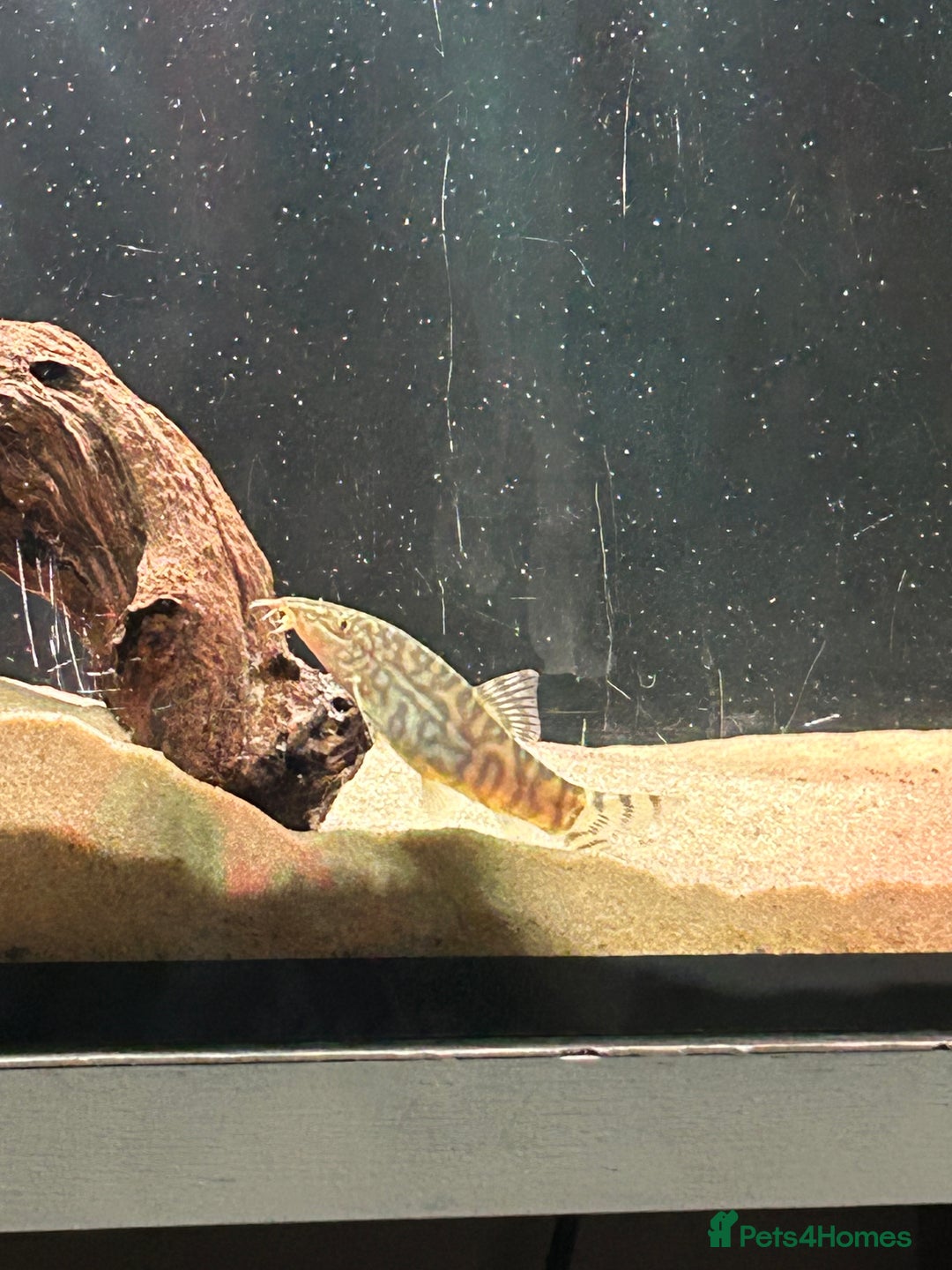 Catfish fish for sale: Loaches & Catfish - Image 6