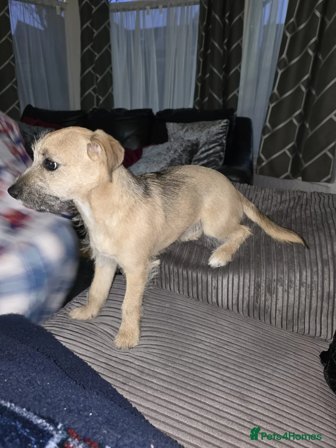 Mixed Breed dogs for sale: Lovely happy dog in Sheffield - Advert 2