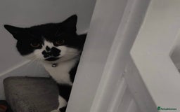 Domestic Shorthair cats for sale: Male Cat - Urgent need of rehoming  - Image 3