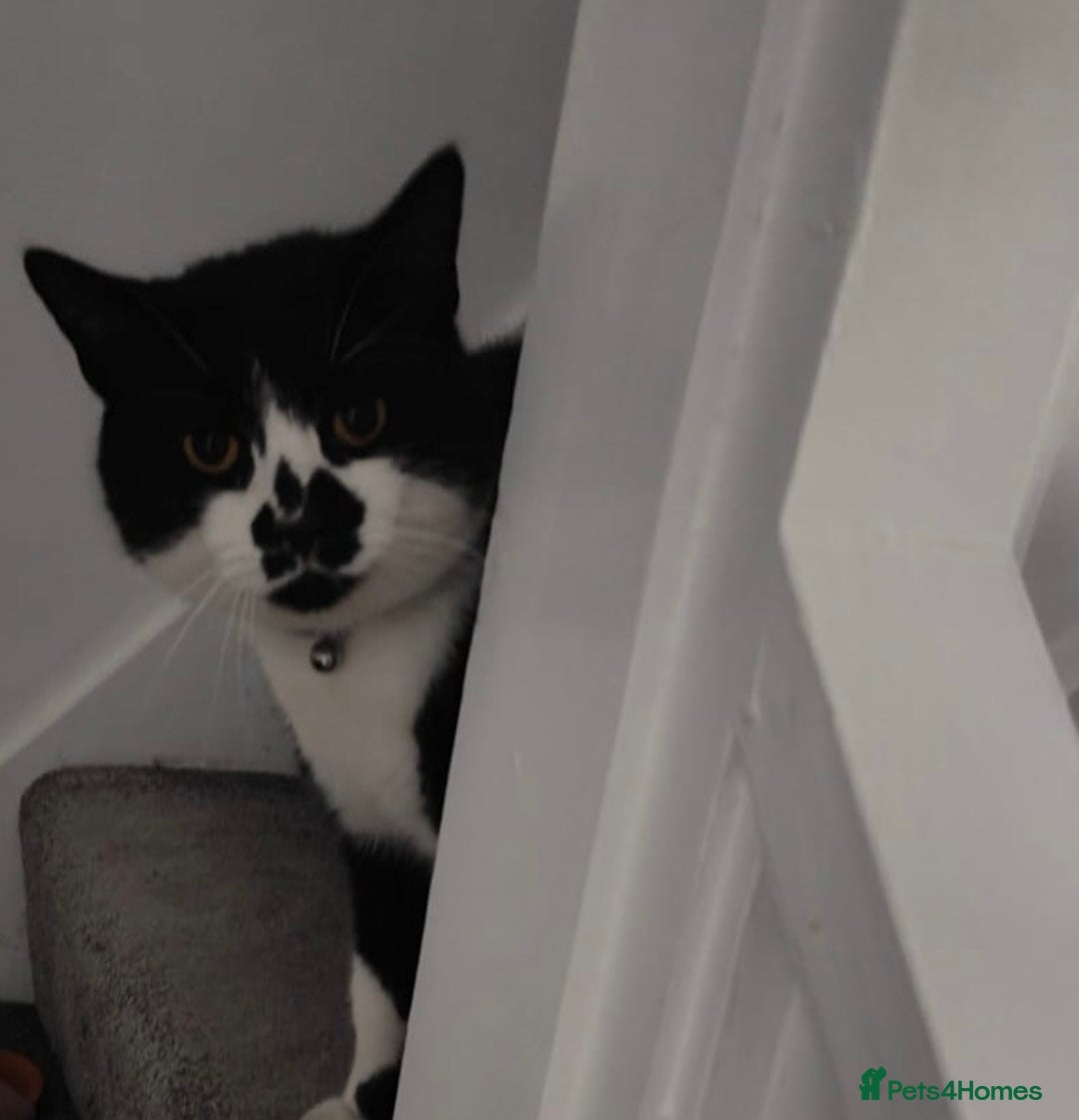 Domestic Shorthair cats for sale: Male Cat - Urgent need of rehoming  - Image 3