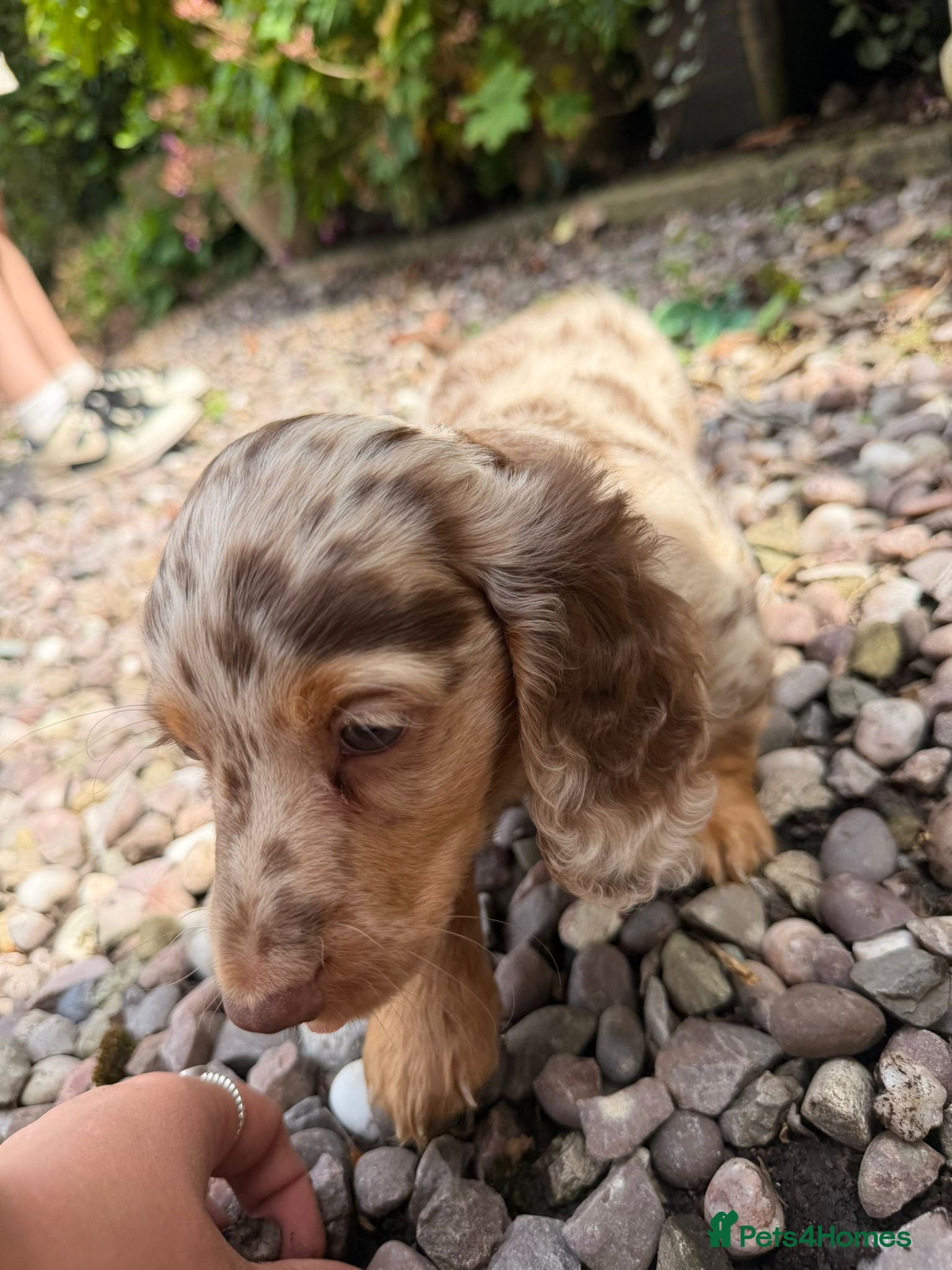 Dachshund dogs Long hair dachshunds  - Advert 14
