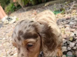 Dachshund dogs Long hair dachshunds - Advert 14