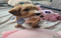 Cockapoo dogs for sale: Adorable Cockerpoo Puppies - Image 21
