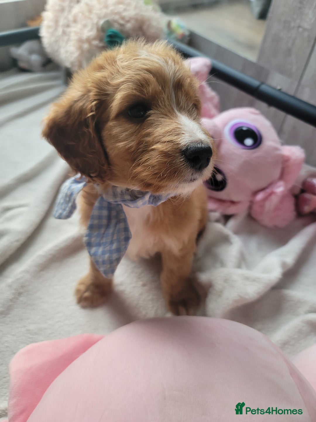 Cockapoo dogs for sale: Adorable Cockerpoo Puppies - Image 21