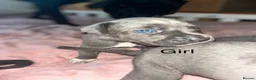 Mixed Breed dogs for sale: Cane corso puppies for sale in Yeovil - Advert 3