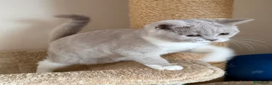 Fawn & White British Shorthair Male