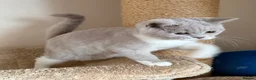 British Shorthair cats for sale: 🐾 Fawn British Shorthair  🐾 - Advert 5