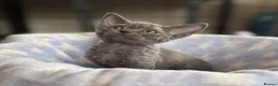 Devon Rex cats for sale: Fantastic Pedigree Devon Rex - Advert 3