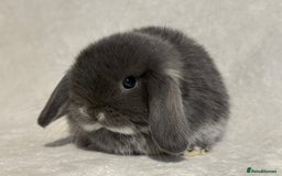 Mini Lop rabbits for sale: Pure mini lop babies to reserve  - Image 12