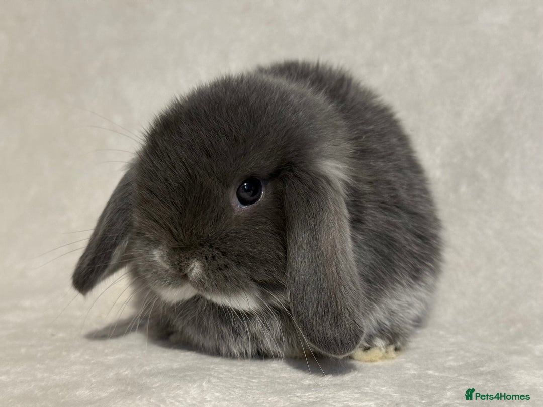 Mini Lop rabbits for sale: Pure mini lop babies to reserve  - Image 12
