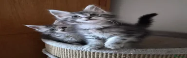 Maine Coon 1
